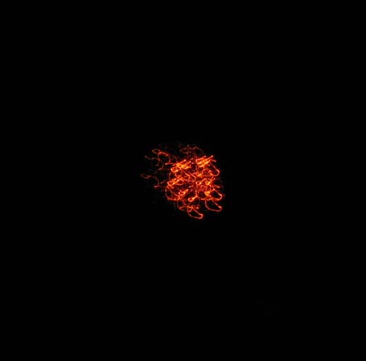 firework.jpg