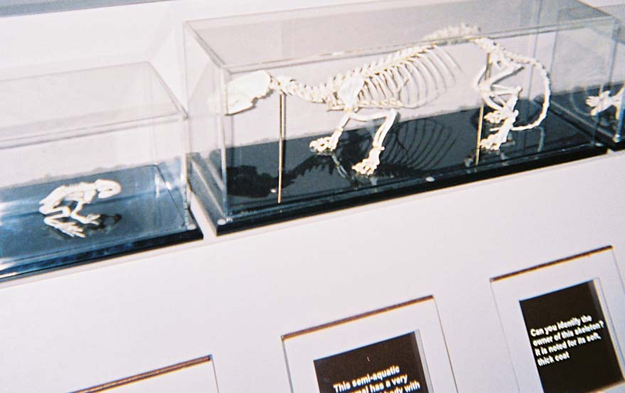 mink-skeleton.jpg