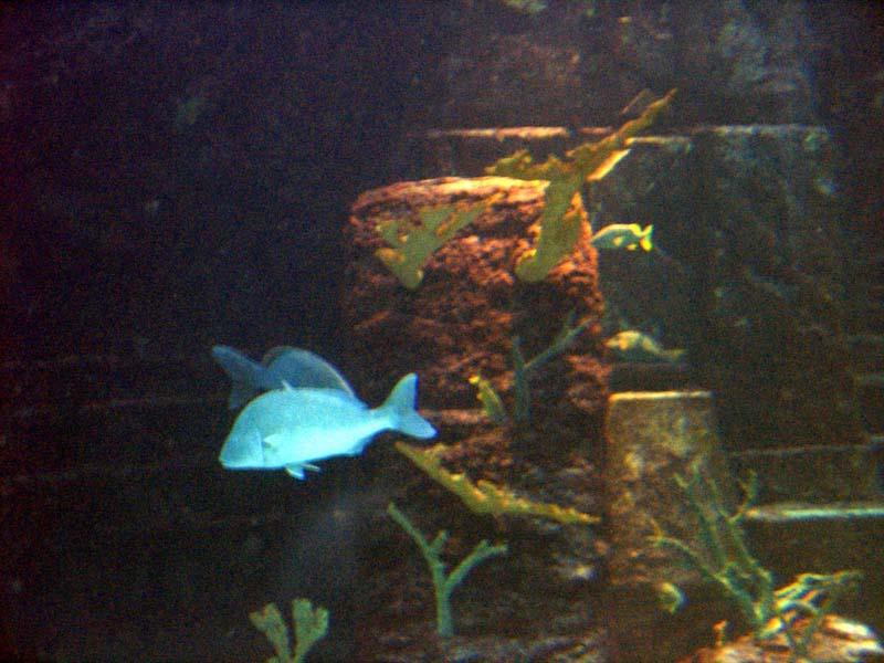 231-aquarium.jpg