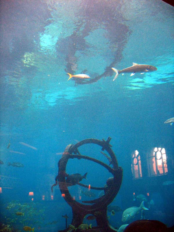 242-aquarium.jpg